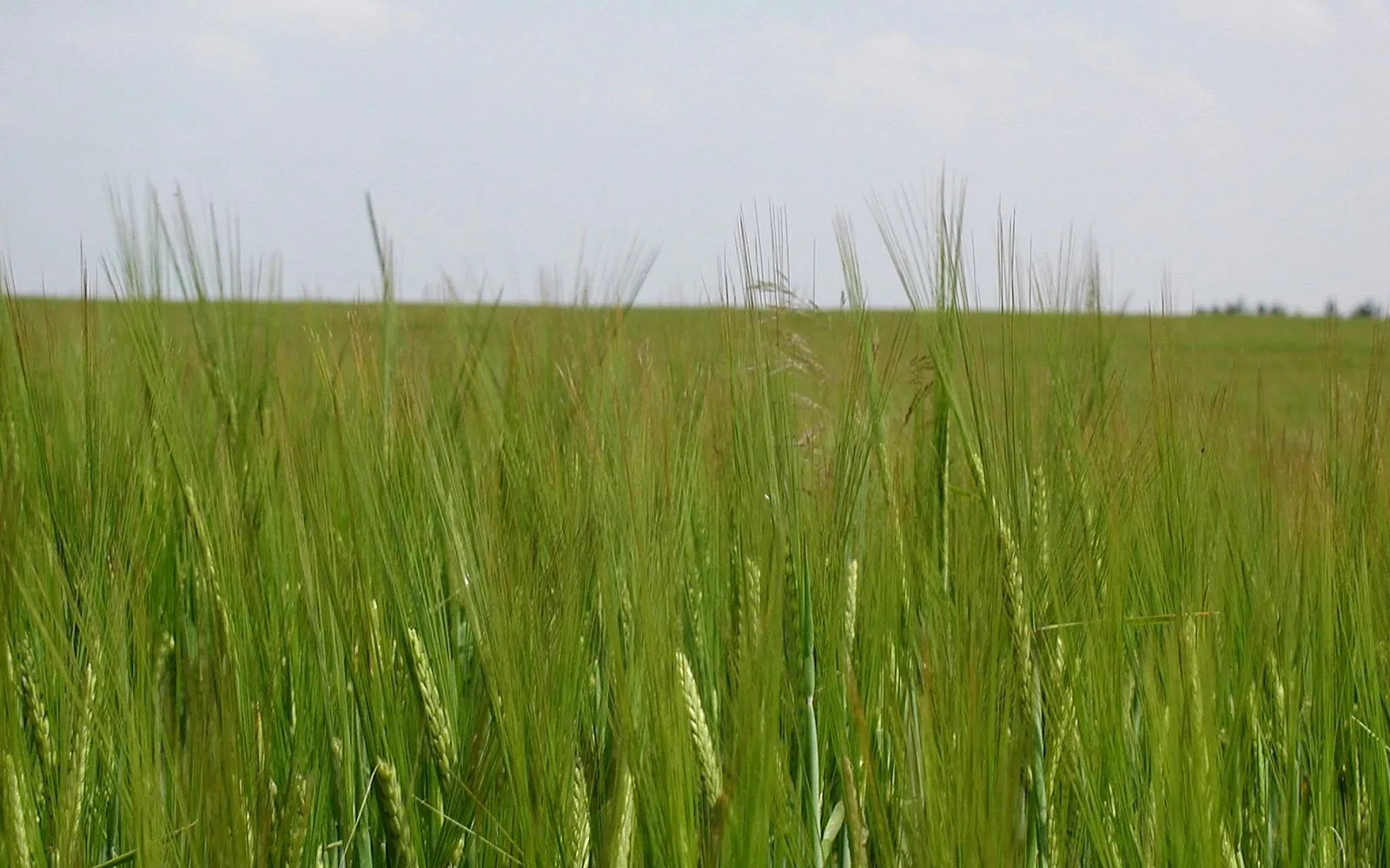 Agricultural land with rows of crops in a valley setting
